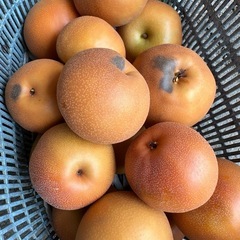 めちゃくちゃ美味しい南水梨　の画像