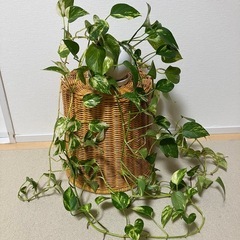 【お取引き先決定しました！】観葉植物　４個まとめてお譲りします。の画像