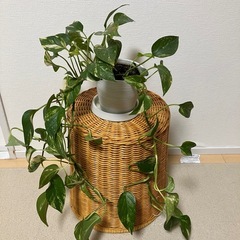 【お取引き先決定しました！】観葉植物　４個まとめてお譲りします。の画像