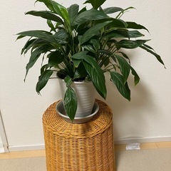 【お取引き先決定しました！】観葉植物　４個まとめてお譲りします。の画像
