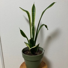【お取引き先決定しました！】観葉植物　４個まとめてお譲りします。の画像