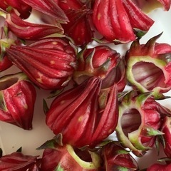 無農薬ローゼルの実1キロの画像