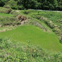 2.2町ある山林・農地。 ： 由布市挾間町筒口-F-0233