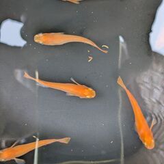 ①昨年生まれの紅帝メダカ（大サイズ）10匹での画像