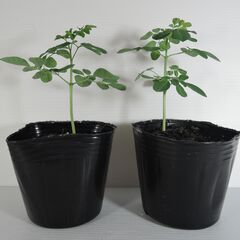 モリンガ苗　約10ｃｍ　2鉢の画像