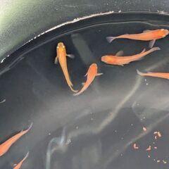 ②今年生まれの紅帝メダカ若魚（中サイズ）　10匹で　の画像