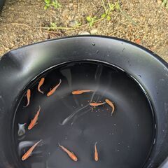 ②今年生まれの紅帝メダカ若魚（中サイズ）　10匹で　の画像