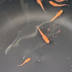 ②今年生まれの紅帝メダカ若魚（中サイズ）　10匹で　の画像