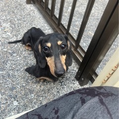カニンヘンダックスの男の子 - 犬