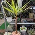 ランキングキーワードに紐づく投稿画像-観葉植物