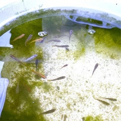 メダカ20匹程度　成魚　中サイズ　mixまとめ売りの画像