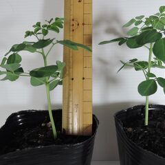 モリンガ苗　約10ｃｍ　2鉢の画像