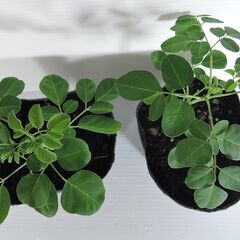 モリンガ苗　約10ｃｍ　2鉢の画像