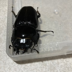 能勢YGオオクワガタペア‼️の画像