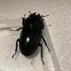 能勢YGオオクワガタペア‼️の画像
