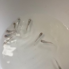 メダカ稚魚エメキンの画像