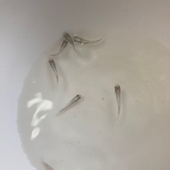 メダカ稚魚エメキンの画像