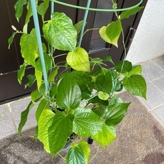 ヒハツモドキ（ピパーツ）シマコショウの画像