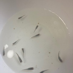 メダカ稚魚輝黒龍稚魚の画像