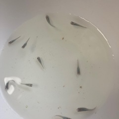 メダカ稚魚輝黒龍稚魚の画像