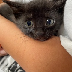 黒猫　子猫　男の子生後約1ヶ月