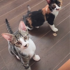 三毛猫母さんの可愛い子猫さんたち