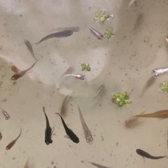 ミックスメダカの画像