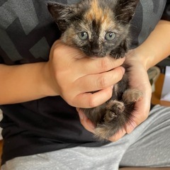子猫　さび猫ちゃん　女の子　生後1ヶ月
