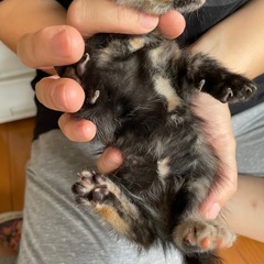 子猫　さび猫ちゃん　女の子　生後1ヶ月 - 盛岡市