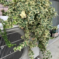 【お取引き先決定しました！】観葉植物　　アイビーの画像