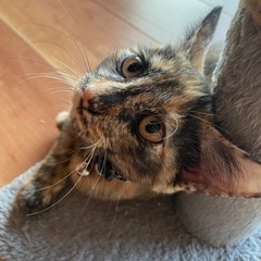 さび猫ちゃん 女の子 3ヶ月くらい