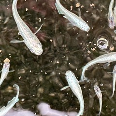 メダカ　幹之（みゆき）フルボディ6匹の画像