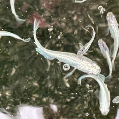 メダカ　幹之（みゆき）フルボディ6匹の画像