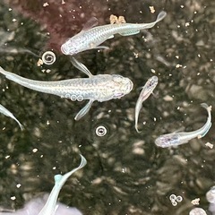 メダカ　幹之（みゆき）フルボディ6匹の画像