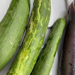 頑張る夏野菜🍆茄子🥒キュウリ無料‼️の画像
