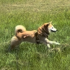 まぁまぁ男前？元気な赤柴コロ９歳です。 - 北九州市