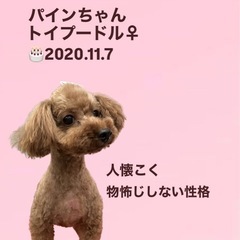 パインちゃん☆里親募集中