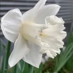 春に楽しみな球根♪ 清楚な雰囲気の白い水仙②の画像