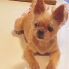 わんちゃん🐶里親