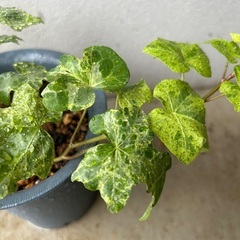 【観葉植物】アイビー　ヘデラの画像