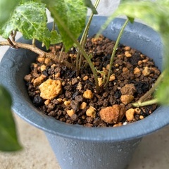 【観葉植物】アイビー　ヘデラの画像