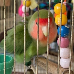 小桜インコ
