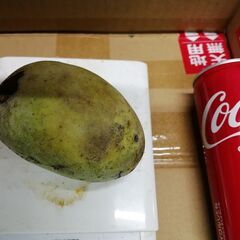 ポポー果実　9/12～13迄に取引できる方限定の画像