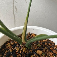 【観葉植物】モンステラの画像