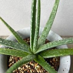 【多肉植物】アロエベラ　苗の画像
