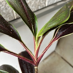 【観葉植物】ドラセナ　（詳しい種類はわかりません）の画像