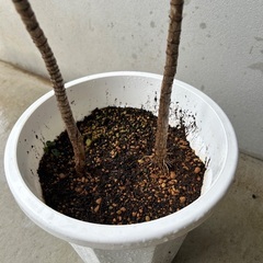 【観葉植物】ドラセナ　（詳しい種類はわかりません）の画像