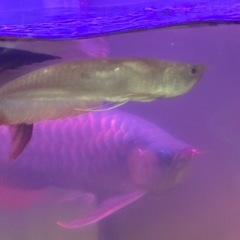 アルビノシルバーの画像