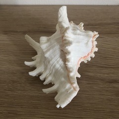 インテリア貝殻🐚 ハワイアン🌺の画像