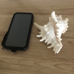 インテリア貝殻🐚 ハワイアン🌺の画像